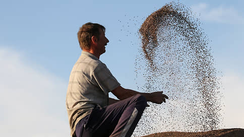 Зерно по осени посчитали // В ряде регионов Сибири в этом году урожай будет меньше прошлогоднего