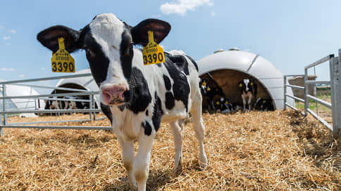 Сыру дольют молока // ГК «Румелко» инвестирует в строительство крупной молочной фермы на Алтае 4,5 млрд рублей