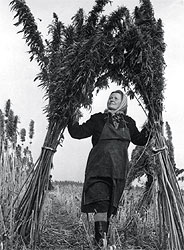 Конопля советский союз марихуана шишки фото