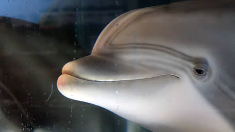 Дельфинов и касаток заменят роботы // В морских парках перенимают технологию из киноиндустрии
