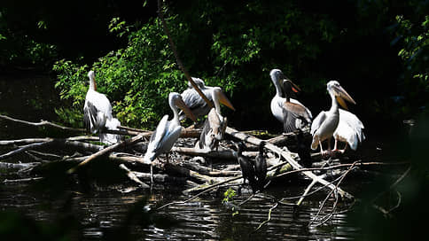 Пеликанов не спасла Красная книга // В Тюменской области расследуют странную смерть птиц