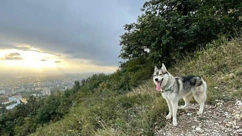 Полиция Приэльбрусья работает с собакой // Чабан застрелил щенка хаски, гулявшего без поводка в заповеднике
