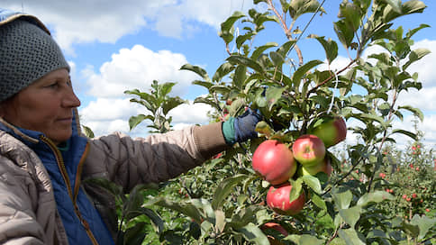 Яблоки удобряют страховкой // Садоводы просят компенсировать потерю урожая