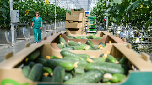 Овощи собираются на Урале // ГК «Рост» может купить конкурента в Челябинской области