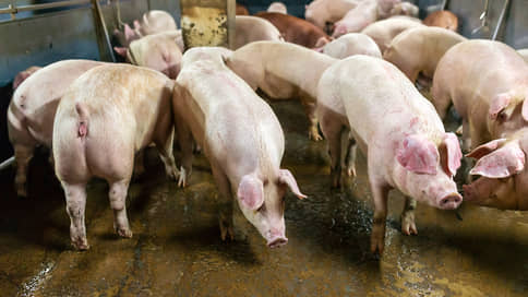 Тамбовский свин им не товарищ // Датский производитель мяса Goodvalley продал российский бизнес