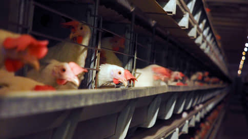 Птицефабрика в гриппе // Поголовье кур тюменского предприятия уничтожают, а его продукцию изымают из магазинов