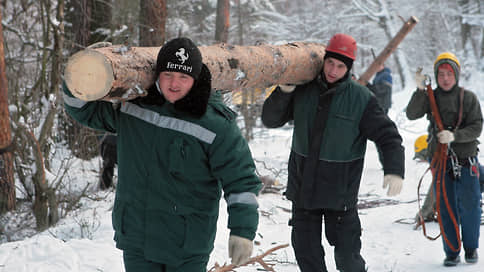 В лесу рубилась елочка // В Нижегородской области пересчитали запасы древесины