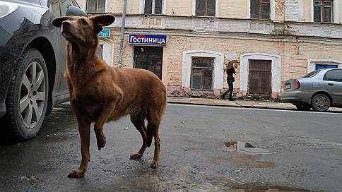 Во время чемпионата ни одно животное не пострадало // В Нижегородской области отловят всех собак вокруг футбольного стадиона