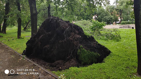 В Перми из-за урагана повалило несколько десятков деревьев