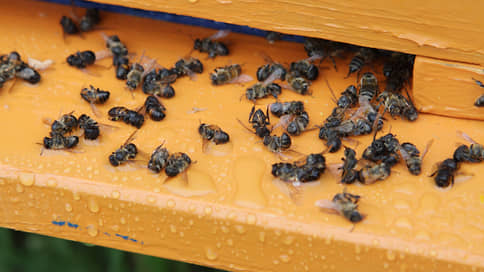 Россельхознадзор расследует массовую гибель пчел в Верещагино