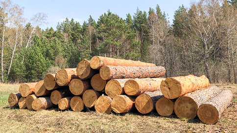 В Прикамье будут судить троих местных жителей за незаконную вырубку леса на 60 млн рублей