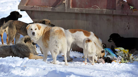 Собакам просят обеспечить гласность // Зоозащитники намерены оспорить принятие закона Ульяновской области по безнадзорным животным