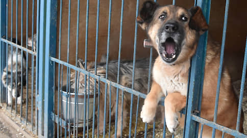 Собаки приведут к отстранению // Ситуация с реализацией закона о защите животных приобрела политизированный характер