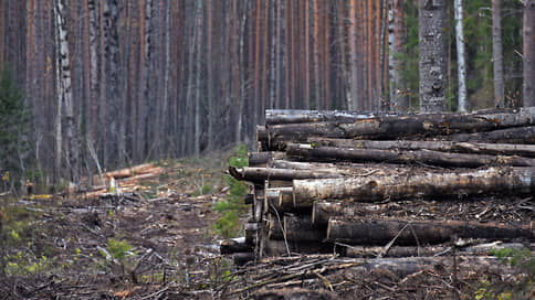 Лес пошел в дело // Чиновника Центра пожаротушения и охраны лесов обвинили в незаконной вырубке деревьев