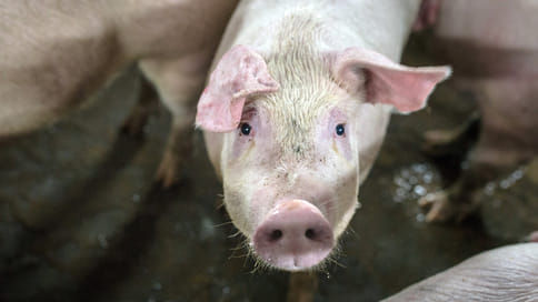 В Башкирии не будут запрещать населению разводить свиней