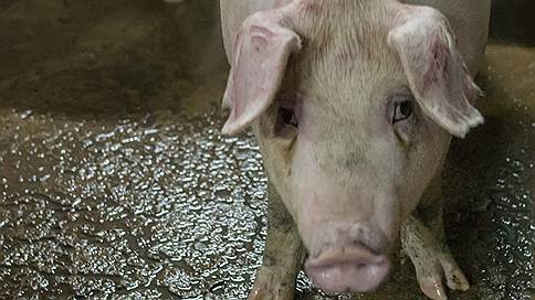Cargill подкормит свиней из Липецка // Корпорация запланировала в ОЭЗ завод комбикормов за 3,7 млрд рублей