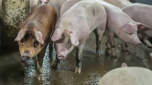 «Агропромкомплектация» очищает свиней // В курском свинокомплексе группы выявлена африканская чума