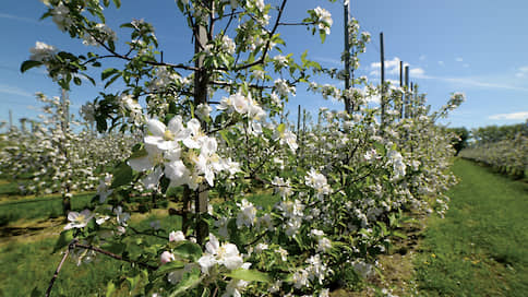 «Белгородским яблокам» добавили земли // Компания вкладывает 3 млрд рублей в расширение садов