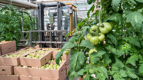 Липецк вложится по самые помидоры // В строительство теплиц в регионе до 2021 года могут инвестировать 17 млрд рублей