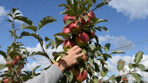 Плоды оставляют на сладкое // В Воронежской области емкость хранилищ для фруктов может вырасти вдвое