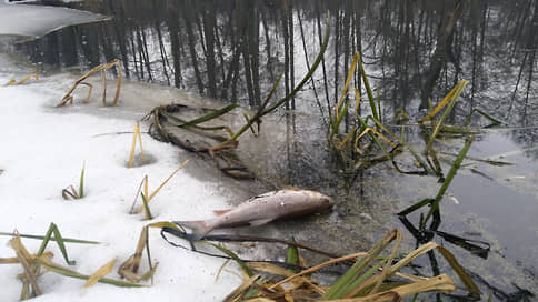 Рыбе перекрыли кислород // Загрязнение реки Усмань в Черноземье распространилось на два региона