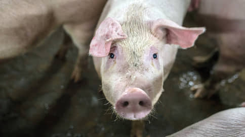 Чума пришла к судам и следствию // Курским свиноводам подбирают наказание за невыполнение ветеринарных требований
