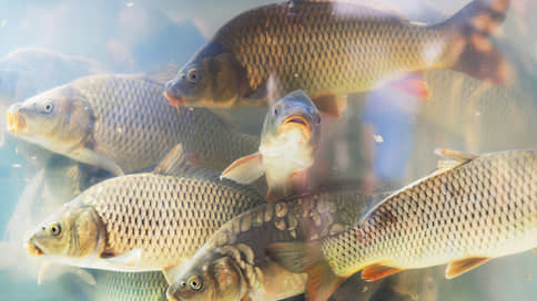 Курская рыба зацвела по-новому // Власти изучают возможное загрязнение реки Сейм возле очистных сооружений города
